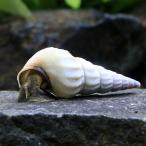 ( креветка *.) белый лопатка Crea * Sune -ru(1 шт ) Hokkaido * Kyushu авиапочта необходимо теплоизоляция 