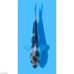 ( цветной карп ) Германия белый ..8~13cm(1 шт )