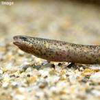 ( тропическая рыба ) дыра темно синий da*sin blank sS размер (1 шт ) Hokkaido * Kyushu авиапочта необходимо теплоизоляция 