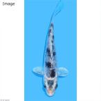 （錦鯉）プラチナ白べっ甲　ニシキゴイ　８〜１３ｃｍ（１匹）