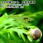 コケ対策セット大型水槽用アルジー・...