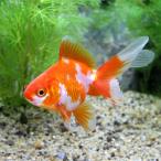(国産金魚)更紗琉金(5匹)