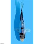 （錦鯉）メタリック九紋竜／クモンリュウ　ニシキゴイ　８〜１３ｃｍ（１匹）