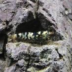 ( креветка ) черный fancy Tiger * шримс (3 шт ) Hokkaido * Kyushu авиапочта необходимо теплоизоляция 