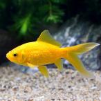 （国産金魚）キラキラコメット（１匹）