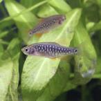 ( тропическая рыба ) микро lasbolasp. - navi × Ellis ro микро n(1 шт ) Hokkaido * Kyushu авиапочта необходимо теплоизоляция 