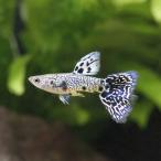 ( тропическая рыба ) желтый Tiger King Cobra * Guppy ( местного производства Guppy )(1 пара ) Hokkaido * Kyushu авиапочта необходимо теплоизоляция 