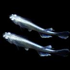 ( оризия )morufo длинный ласты me Dakar (3 шт )