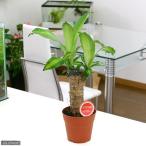 (観葉植物)ドラセナ マッサンゲアナ(幸福の木)1本植え 4号(1鉢)