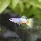 ( тропическая рыба ) Pingu желтый tail * Guppy ( местного производства Guppy )(1 пара ) Hokkaido * Kyushu авиапочта необходимо теплоизоляция 