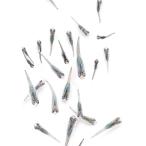 ( оризия ) нет выбор другой сосна . филе длина глубокий море me Dakar . рыба (5 шт )