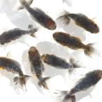 ( местного производства золотая рыбка ). Edo .(1 шт )