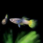 ( тропическая рыба ) metal Pingu * Guppy мужской ( иностранного производства )(3 шт ) Hokkaido * Kyushu авиапочта необходимо теплоизоляция 