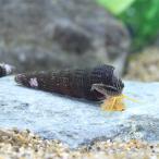 ( креветка *.) orange кролик * Sune -ru полоса (3 шт ) Hokkaido * Kyushu авиапочта необходимо теплоизоляция 