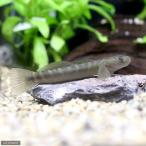 ( пресноводная рыба ) bow z - ze(3 шт )