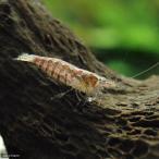 インドゼブラシュリンプ北海道・九州...