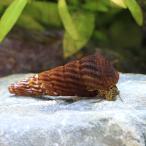 ( креветка *.) золотой spo tedo кролик * Sune -ru(1 шт ) Hokkaido * Kyushu авиапочта необходимо теплоизоляция 