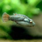 ( тропическая рыба ) красный хвост a черепаха * фугу мужской (1 шт ) Hokkaido * Kyushu авиапочта необходимо теплоизоляция 