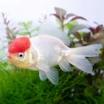 （国産金魚）飯田高頭丹頂　８〜１１ｃｍ（１匹）