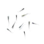 ( оризия ) нет выбор другой Мали a-jukising широкий ласты изумруд me Dakar . рыба (10 шт )