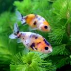 ( золотая рыбка ) Edo .( China производство )(5 шт )