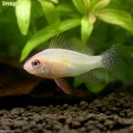 ( поступление нерешительный )( тропическая рыба ) золотой german *la Mille ji.( местного производства bleed )(1 шт ) Hokkaido * Kyushu авиапочта необходимо теплоизоляция 