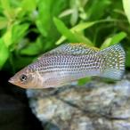 ( тропическая рыба ) зеленый собственный .mo- Lee (1 пара ) Hokkaido * Kyushu авиапочта необходимо теплоизоляция 