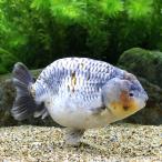 □（金魚）一点物　三色麒麟らんちゅう（中国産）約１２ｃｍ（１匹）沖縄別途送料　北海道・九州航空便要保温