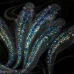 ( оризия )laz Lee me Dakar ... нет (3 шт )