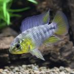 ショッピングペア （熱帯魚）アピストグラマ・ボレリー　パンタナル（１ペア）　北海道・九州航空便要保温