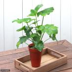 ショッピング観葉植物 （観葉植物）フィロデンドロン　セローム　３．５〜４号（１鉢）