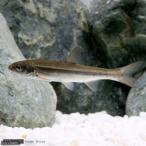 ( пресноводная рыба )ugiL размер (5 шт )