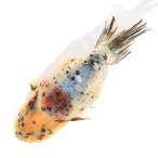 ショッピング金魚 （国産金魚）一点物　江戸錦　１２ｃｍ±（１匹）