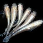 ( оризия ) luna белый kising широкий ласты me Dakar сверху . оризия прямой серия (3 шт )