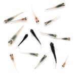 (めだか)無選別 高級メダカミックス 極 稚魚(15匹)