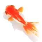 （国産金魚）一点物　竜眼　平賀養魚場産　片目スモールアイ　１３ｃｍ±（１匹）