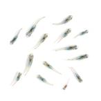 ( оризия ) нет выбор другой кактус body вне свет me Dakar . рыба (10 шт ) Hokkaido * Kyushu авиапочта необходимо теплоизоляция 