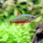 ( поступление нерешительный )( тропическая рыба ) зеленый * клапан(лампа) ( wild )(3 шт ) Hokkaido * Kyushu авиапочта необходимо теплоизоляция 