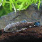 ( тропическая рыба ) neon зеленый tail Hill Stream low chi(1 шт ) Hokkaido * Kyushu авиапочта необходимо теплоизоляция 