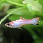 ( тропическая рыба ) end la-z* Guppy розовый белый мужской ( иностранного производства )(3 шт ) Hokkaido авиапочта необходимо теплоизоляция 