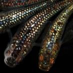 (めだか)ネプチューン黄金メダカ メダカ屋サバンナ直系(5匹)