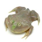 ( земноводные )ba jet ga L (1 шт ) Hokkaido * Kyushu авиапочта необходимо теплоизоляция 