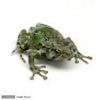 ( земноводные )madalas Kia sihi mega L WC особь (1 шт ) Hokkaido * Kyushu авиапочта необходимо теплоизоляция 