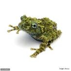 ( земноводные ) Вьетнам kokega L CB особь S размер (1 шт ) Hokkaido * Kyushu авиапочта необходимо теплоизоляция 