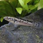 (熱帯魚)チャンナ リムバータ ダルメシアン(1匹) 北海道・九州航空便要保温