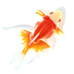 (国産金魚)一点物 飯田更紗琉金 17cm±(1匹)