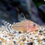 ( тропическая рыба ) Corydoras sp. long donia2( wild )(1 шт )