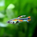 ( тропическая рыба )poe сверло asp.bita-94 new( местного производства Guppy )(1 пара ) Hokkaido авиапочта необходимо теплоизоляция 