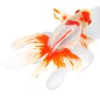(国産金魚)一点物 更紗琉金 2歳 15cm± 高澤養魚場産 (1匹)