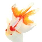 (国産金魚)一点物 更紗琉金 14cm± 高澤養魚場産 (1匹)